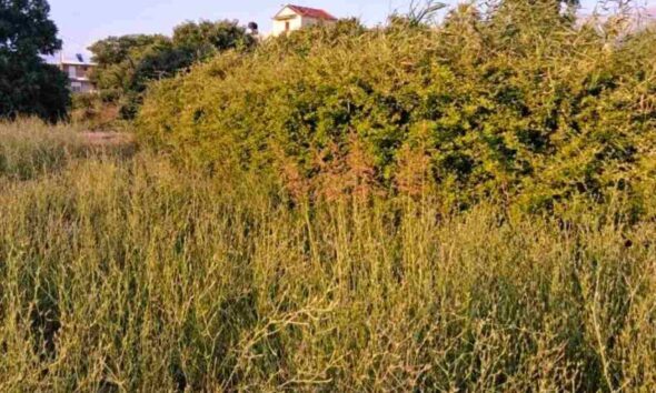 Λεύκα Πατρών, οδός Μελάνθου, ακαθάριστο οικόπεδο, κίνδυνος πυρκαγιάς, εστία μόλυνσης, Δήμος Πατρέων, καθαρισμός οικοπέδων, πολιτική προστασία Πάτρα, εγκατάλειψη κοινόχρηστων χώρων, καταγγελίες κατοίκων Πάτρα, Lefka Patra, Melanthou street Patras, Patras Municipality, uncleaned land fire hazard, Patras fire risk, public safety Patras, Lefka Patron, odos Melanthou, akatharisto oikopedo, kindynos pyrkagias, estia molynsis, Dimos Patreon, katharismos oikopedon, politiki prostasia Patra, egkataleipsi koinochriston choron, kataggelies katoikon Patra,