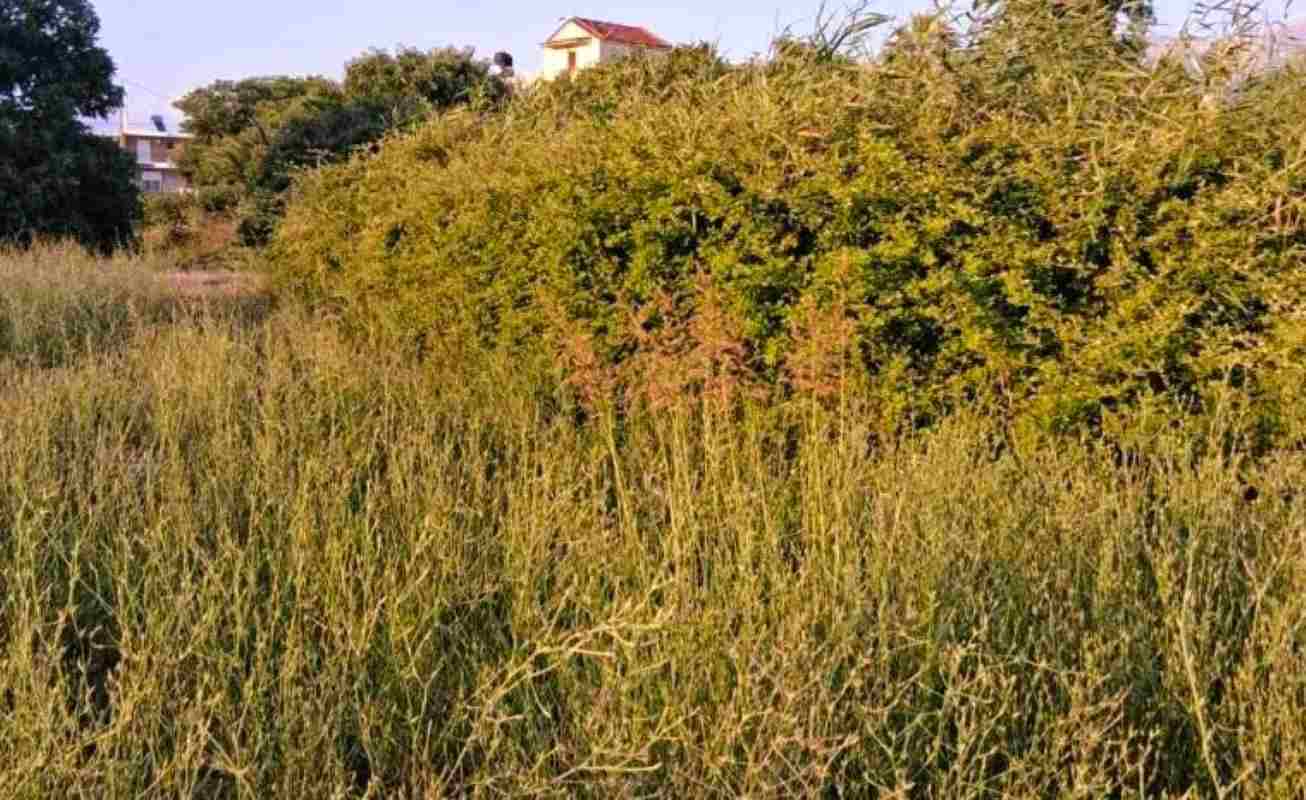 Λεύκα Πατρών, οδός Μελάνθου, ακαθάριστο οικόπεδο, κίνδυνος πυρκαγιάς, εστία μόλυνσης, Δήμος Πατρέων, καθαρισμός οικοπέδων, πολιτική προστασία Πάτρα, εγκατάλειψη κοινόχρηστων χώρων, καταγγελίες κατοίκων Πάτρα, Lefka Patra, Melanthou street Patras, Patras Municipality, uncleaned land fire hazard, Patras fire risk, public safety Patras, Lefka Patron, odos Melanthou, akatharisto oikopedo, kindynos pyrkagias, estia molynsis, Dimos Patreon, katharismos oikopedon, politiki prostasia Patra, egkataleipsi koinochriston choron, kataggelies katoikon Patra,