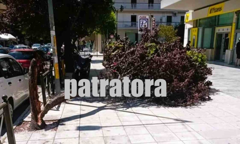 πτώση δέντρου, Έλληνος Στρατιώτου, Πάτρα, κακοκαιρία, ισχυροί άνεμοι, επικίνδυνα δέντρα, έκτακτα νέα Πάτρα, Δήμος Πατρέων, ασφάλεια πεζών, ptosi dentrou, Ellinos Stratiotou, Patra, kakokairia, ischyroi anemoi, epikindyna dentra, ektakta nea Patra, Dimos Patreon, asfaleia pezon, fallen tree, Patras, Patras news, weather damage, strong winds, fallen tree Patras, street safety, Patras municipality, Patra incident, Patra storm, Patras fallen tree,