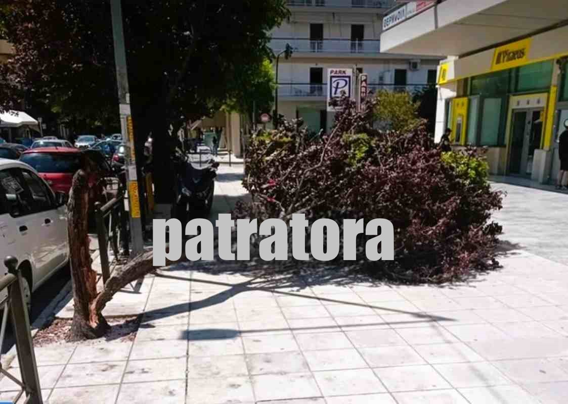 πτώση δέντρου, Έλληνος Στρατιώτου, Πάτρα, κακοκαιρία, ισχυροί άνεμοι, επικίνδυνα δέντρα, έκτακτα νέα Πάτρα, Δήμος Πατρέων, ασφάλεια πεζών, ptosi dentrou, Ellinos Stratiotou, Patra, kakokairia, ischyroi anemoi, epikindyna dentra, ektakta nea Patra, Dimos Patreon, asfaleia pezon, fallen tree, Patras, Patras news, weather damage, strong winds, fallen tree Patras, street safety, Patras municipality, Patra incident, Patra storm, Patras fallen tree,