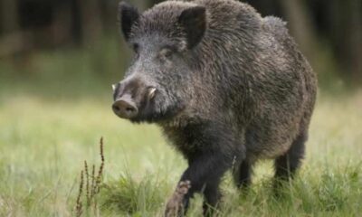 αγριογούρουνα, Πάτρα, Καστρίτσι, Δασαρχείο Πατρών, Κυνηγετικός Σύλλογος Πατρών, επιχείρηση δίωξης, Παναχαϊκό, μέτρα ασφαλείας, ζημιές αγριογούρουνα, έκτακτη δράση, οδική ασφάλεια, Αχαΐα, agriogourouna, Patra, Patras, Kastritsi, Kato Kastritsi, Ano Kastritsi, Dasarcheio Patron, Kynigetikos Syllogos Patron, Panachaiko, Achaia, wild boars Patras, wild boar operation, Kastritsi Patras, forestry service Patras, wild boar damage, hunting club Patras, Panachaiko mountain wild boar, Greece wild boar control,