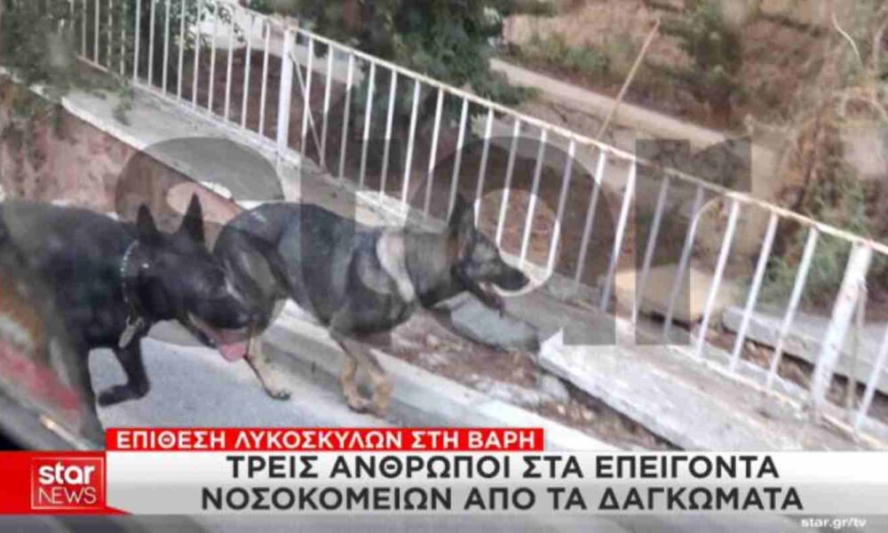 Βάρη, επίθεση σκύλων, λυκόσκυλα, τραυματισμός, νοσοκομείο, Στέφανος Τσιτσιπάς, οικογένεια Τσιτσιπά, ιδιοκτήτρια, σύλληψη, πρόστιμο, microchip, ειδήσεις, επικαιρότητα, Vari, dog attack, german shepherds, injury, hospital, Stefanos Tsitsipas, Tsitsipas family, owner, arrest, fine, news, Vari epithesi skylon, lykoskyla, Tsitsipas skylia,
