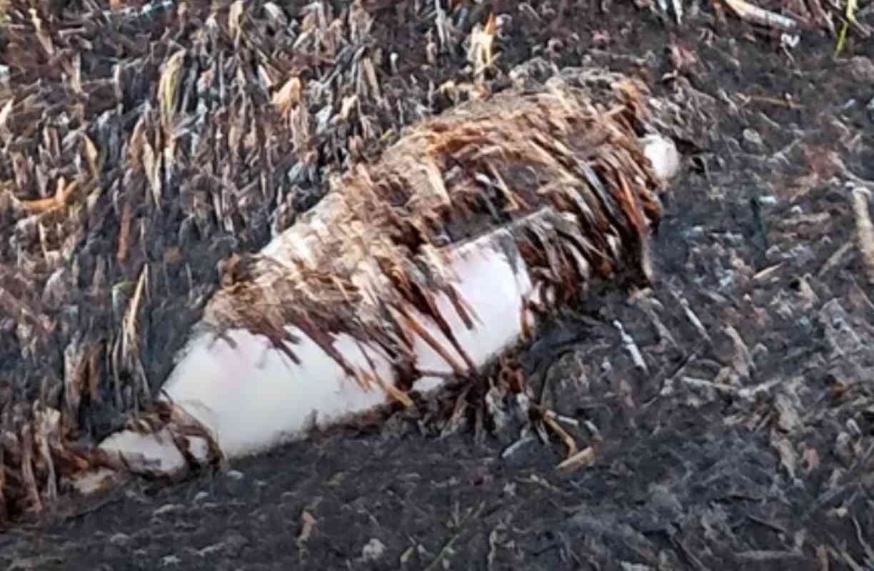 Πάτρα, Ροΐτικα, παραλία Ροϊτίκων, νεκρό δελφίνι, θαλάσσιο θηλαστικό, ξεβράστηκε δελφίνι, ειδήσεις Πάτρα, Patra, Roitika, Roitika beach, dead dolphin, marine mammal, dolphin washed ashore, Patras news, Patra nekro delfini, paralia Roitikon,