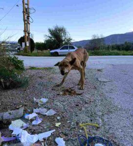 Αδέσποτος σκύλος στην Πάτρα – φωτογραφία αρχείου, όχι από τη γιορτή υιοθεσίας