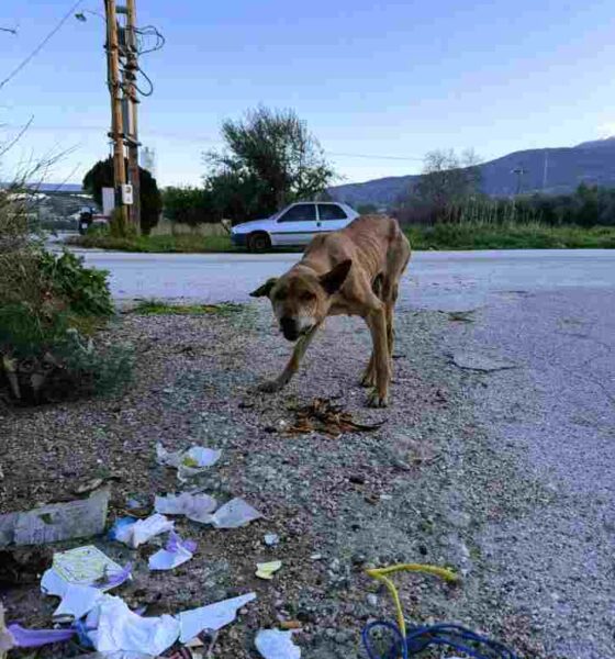 Αδέσποτος σκύλος στην Πάτρα – φωτογραφία αρχείου, όχι από τη γιορτή υιοθεσίας