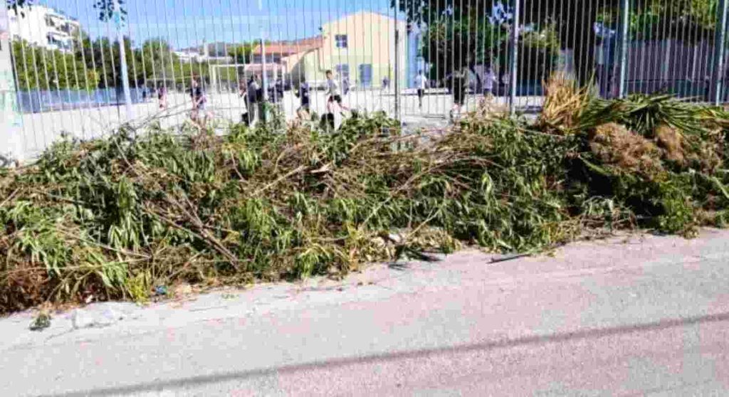 Πάτρα, 55ο Δημοτικό Σχολείο Πάτρας, 32ο Νηπιαγωγείο Πάτρας, ξερόκλαδα, κλαδιά, πεζοδρόμιο, ασφάλεια μαθητών, σχολείο, καταγγελία, προσβασιμότητα, Patra, Patras, 55th primary school Patras, 32nd kindergarten Patras, dry branches, tree branches, sidewalk, student safety, school, complaint, accessibility, public safety, xeroklada, kladia, pezodromio, asfaleia mathiton, scholeio, kataggelia, prosvasimotita,