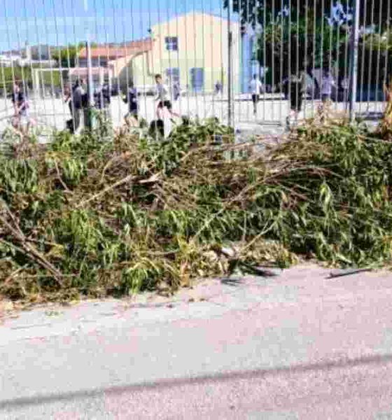 Πάτρα, 55ο Δημοτικό Σχολείο Πάτρας, 32ο Νηπιαγωγείο Πάτρας, ξερόκλαδα, κλαδιά, πεζοδρόμιο, ασφάλεια μαθητών, σχολείο, καταγγελία, προσβασιμότητα, Patra, Patras, 55th primary school Patras, 32nd kindergarten Patras, dry branches, tree branches, sidewalk, student safety, school, complaint, accessibility, public safety, xeroklada, kladia, pezodromio, asfaleia mathiton, scholeio, kataggelia, prosvasimotita,