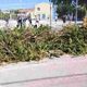 Πάτρα, 55ο Δημοτικό Σχολείο Πάτρας, 32ο Νηπιαγωγείο Πάτρας, ξερόκλαδα, κλαδιά, πεζοδρόμιο, ασφάλεια μαθητών, σχολείο, καταγγελία, προσβασιμότητα, Patra, Patras, 55th primary school Patras, 32nd kindergarten Patras, dry branches, tree branches, sidewalk, student safety, school, complaint, accessibility, public safety, xeroklada, kladia, pezodromio, asfaleia mathiton, scholeio, kataggelia, prosvasimotita,