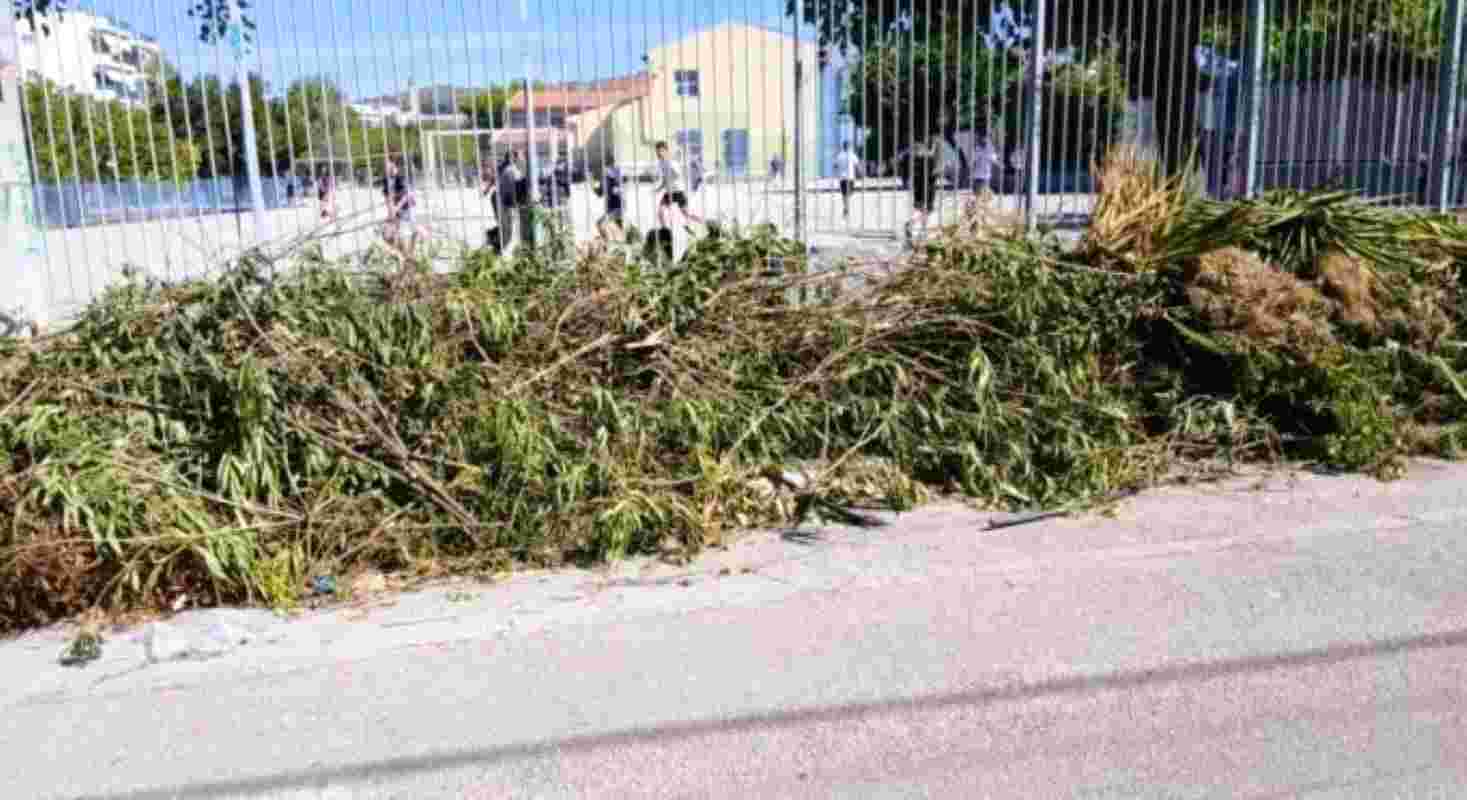 Πάτρα, 55ο Δημοτικό Σχολείο Πάτρας, 32ο Νηπιαγωγείο Πάτρας, ξερόκλαδα, κλαδιά, πεζοδρόμιο, ασφάλεια μαθητών, σχολείο, καταγγελία, προσβασιμότητα, Patra, Patras, 55th primary school Patras, 32nd kindergarten Patras, dry branches, tree branches, sidewalk, student safety, school, complaint, accessibility, public safety, xeroklada, kladia, pezodromio, asfaleia mathiton, scholeio, kataggelia, prosvasimotita,