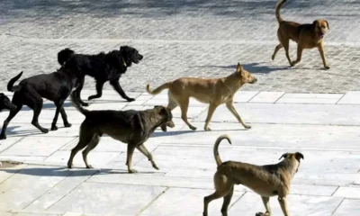 Αγέλη σκύλων κινείται σε πλακόστρωτο εξωτερικό χώρο