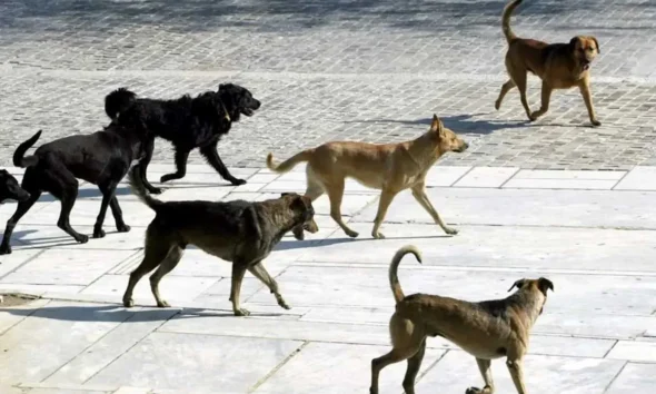 Αγέλη σκύλων κινείται σε πλακόστρωτο εξωτερικό χώρο