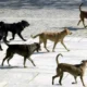 Αγέλη σκύλων κινείται σε πλακόστρωτο εξωτερικό χώρο