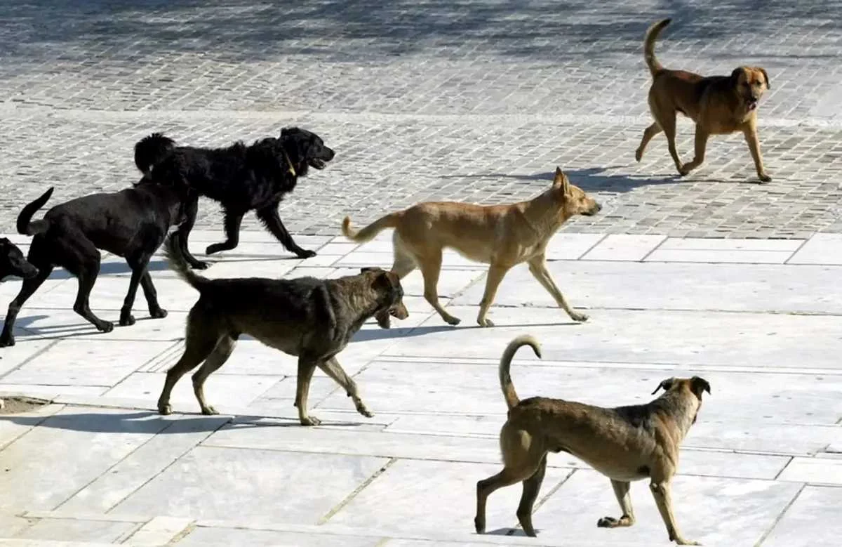 Αγέλη σκύλων κινείται σε πλακόστρωτο εξωτερικό χώρο