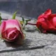 Δύο τριαντάφυλλα, ένα ροζ και ένα κόκκινο, τοποθετημένα σε πέτρινη επιφάνεια